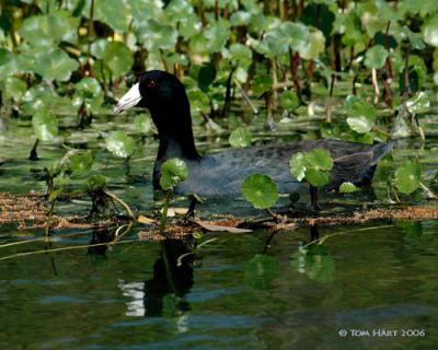 Coot with Algae Thread In Mouth 3-7.jpg