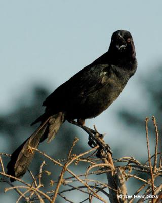Boattail Grackle IIG 3-8