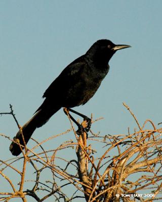 Boattail Grackle IIIG 3-8