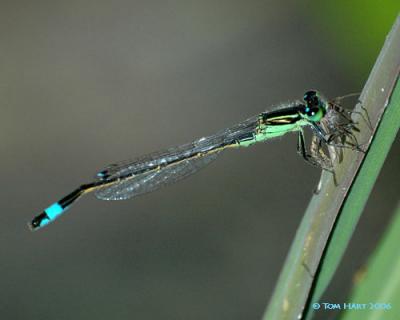 g3/00/645400/3/56993780.38DamselflyG38.jpg
