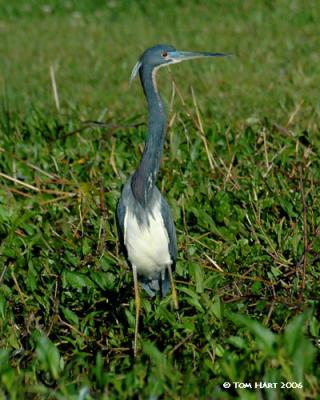 Louisiana Heron 3-8