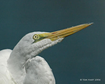Common Egret Closeups