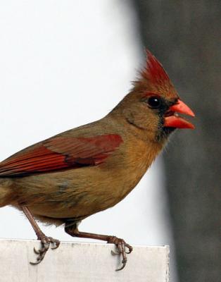 Female Cardinal1.jpg