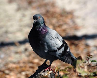 Pigeons & Dove