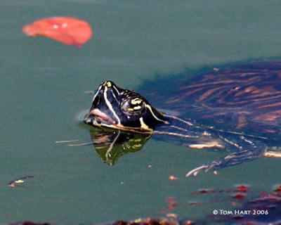 Turtle G3-8.jpg