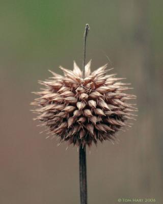 Dried Flower.jpg