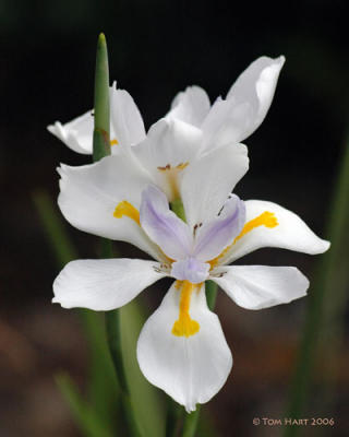 Flowers and Foliage