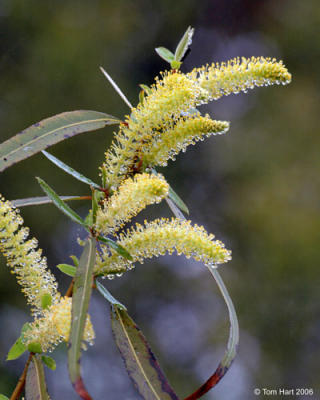 Willow Blooms.jpg