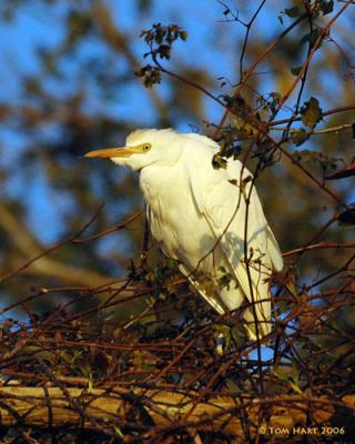 Cattle Egrets