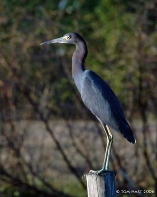 Little Blue Herons