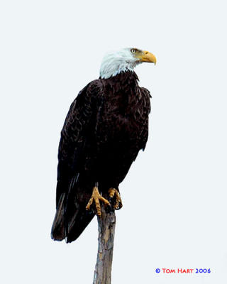 Eagle IV.jpg