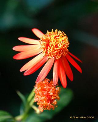 Flower 3-10