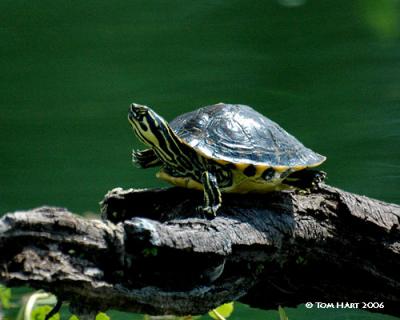 Turtle 3-11