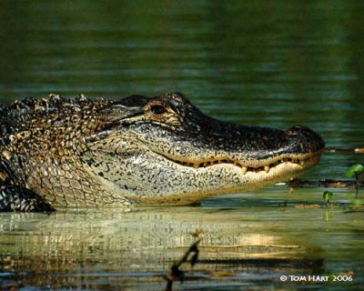 Alligators
