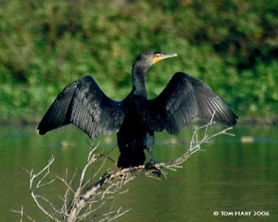 Cormorant - Swamp Eagle Pose 3-12 R.jpg