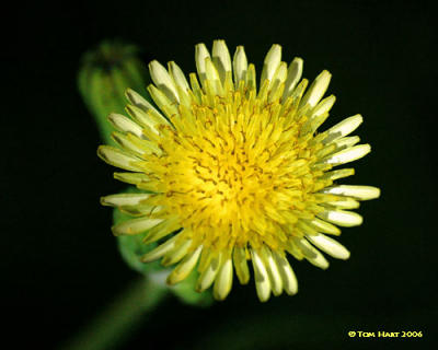 Yellow Flower 3-12 R.jpg
