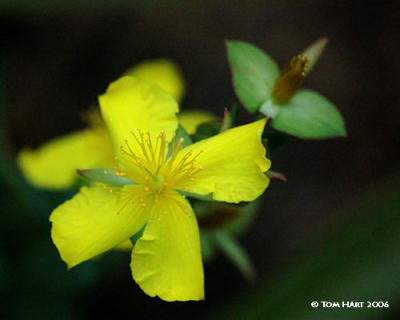 Yellow Flower 3-13