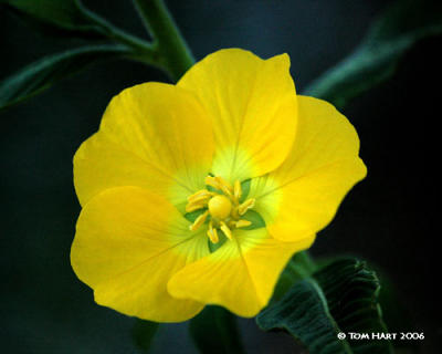 Primrose Willow