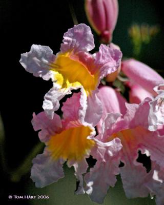 Orchid Tree II 3-15