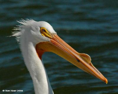 g3/00/645400/3/57305347.315WhitePelican315R.jpg