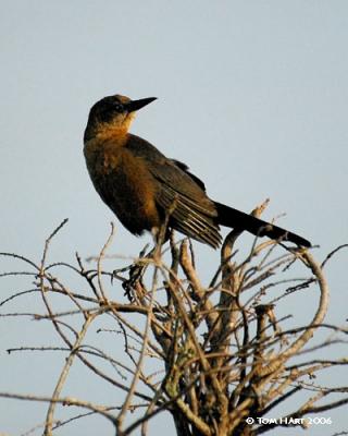 Boattail Grackle Female 3-16