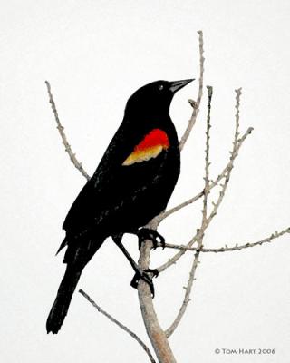 Red Winged Blackbird Watercolor 3-18