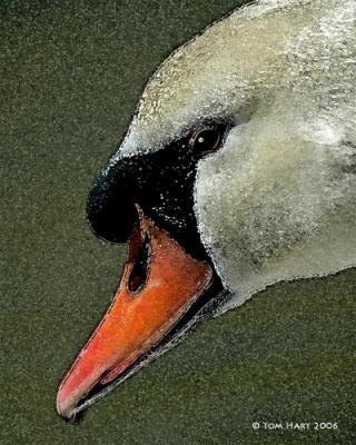 Swan Closeup 3-15
