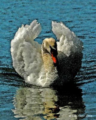 Swan Grace 3-15