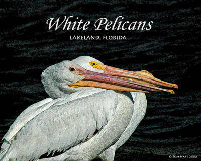 White Pelicans Lakeland FL