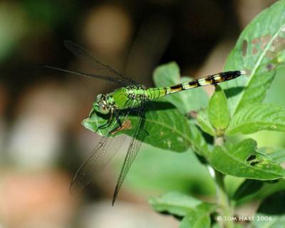 Dragonflies & Damselfies