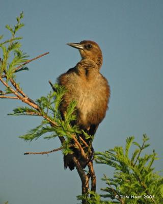Female Grackle 4-16