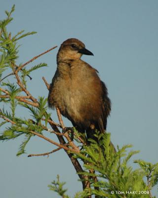 Female Grackle II 4-16