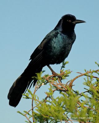 Male Grackle II 4-16