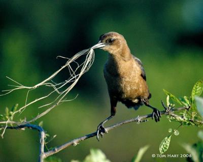 Nesting Grackle II 4-11