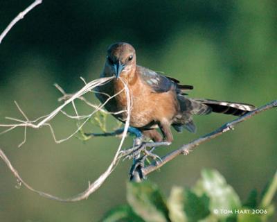 Nesting Grackle III 4-11