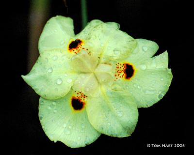 Yellow Iris r.jpg
