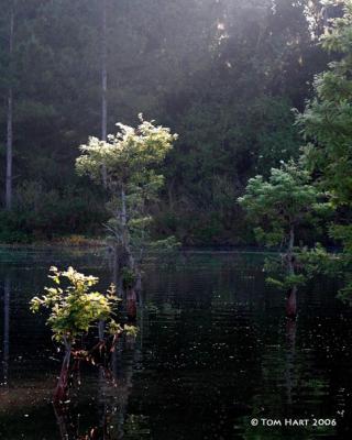 g3/00/645400/3/58818487.NewFoldertreesII416r.jpg