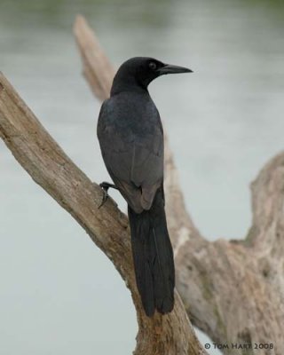 Boat-tailed Grackle 3-11-2008