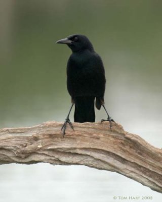 Boat-tailed Grackle II 3-11-2008