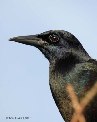 Boat-tailed Grackle Male 4-1-2008
