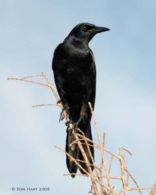 Boattail Grackles