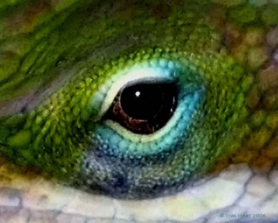 Chameleon Eye Watercolor 4-8-2008
