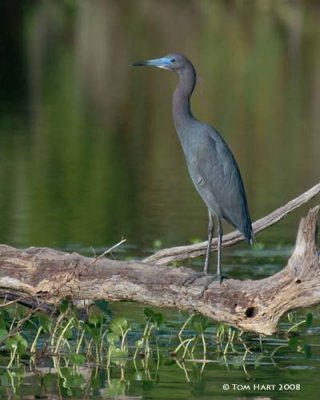 Little Blue Herons