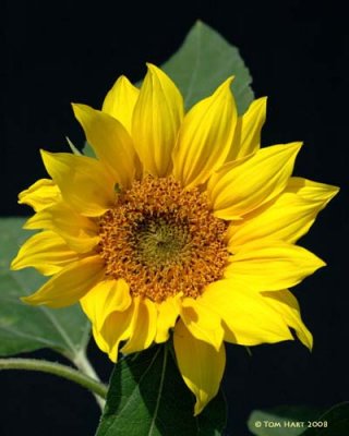 Sunflower 3-31-2008