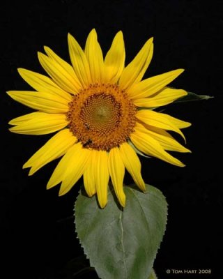 Sunflower 4-9-2008
