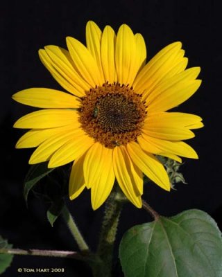 Sunflower II 4-9-2008