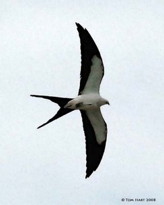Swallow-tailed Kite Watercolor 4-8-2008