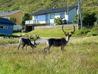 When Autumn arrives the reindeer swim,in their thousands, back to the mainland across Mageroya Sound