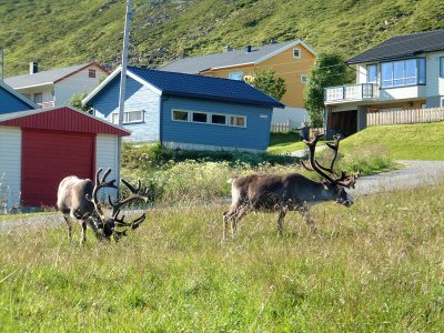 Reindeer in Skarsvag.The most Northerly fishing village.