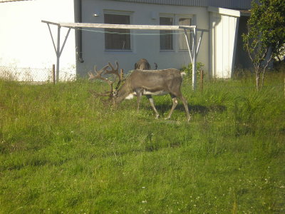 Arctic lawnmower